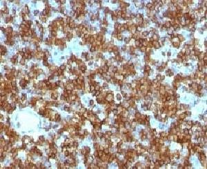 Anti-CD45RA (Leukocyte marker), clone PTPRC/1131