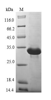 Metallothionein-3 (MT3), human, recombinant