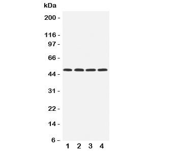 Anti-HYAL1