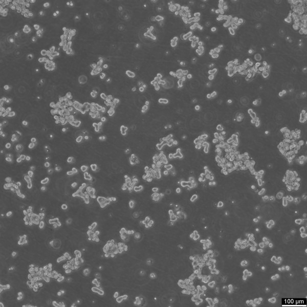 DU4475 Cells