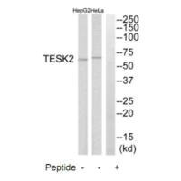 Anti-TESK2