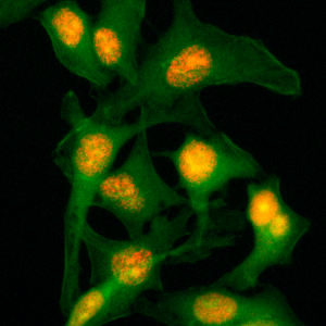 Anti-Histone H2B, Rabbit Monoclonal (RM230)