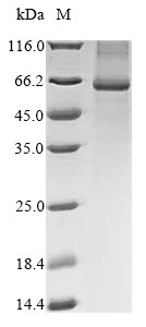 NADPH oxidase 4 (NOX4), human, recombinant