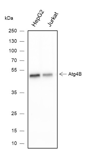 Anti-Recombinant ATG4B, clone A343