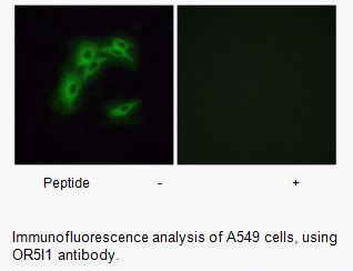 Anti-OR5I1