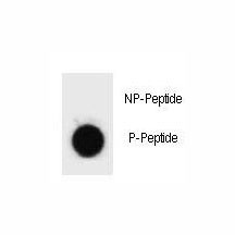 Anti-Caspase-3 (pS12)