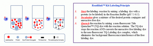 ReadiLink(TM) iFluor(TM) 594 Protein Labeling Kit *Microscale Optimized for Labeling 100 µg Antibody