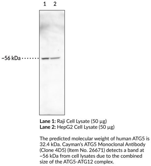 Anti-ATG5 (Clone 4D5)
