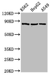 Anti-HSP90AB1