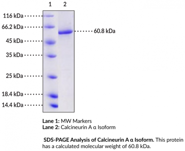 Calcineurin A alpha Isoform (human, recombinant)