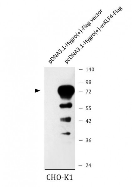 Anti-KLF4, clone 3B3-B11-E6