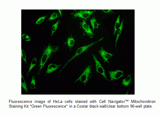 Cell Navigator(TM) Mitochondrial Staining Kit *Green Fluorescence*