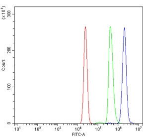 Anti-CENPI / Centromere protein I