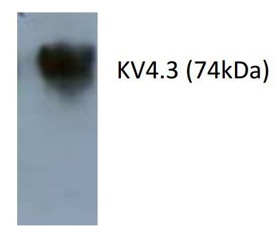 Anti-Kv4.3