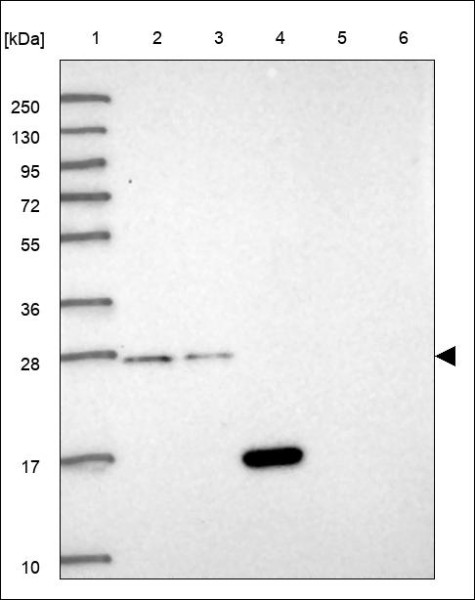 Anti-PDCD10