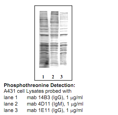Anti-Phosphothreonine, clone 4D11