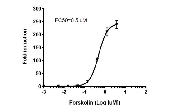 CRE/CREB Luciferase Reporter CHO Cell Line (cAMP/PKA Signaling Pathway)