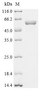 POU domain, class 2, transcription factor 3 (POU2F3), human, recombinant