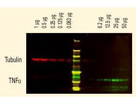 Anti-Sheep IgG (H&amp;L) (Min X Ch GP Ham Hs Hu Ms Rb &amp; Rt Serum Proteins), DyLight 800 conjugated
