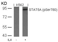 Anti-Phospho-STAT5A (Ser780)
