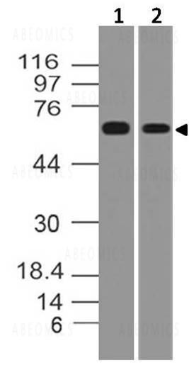 Anti-TRAF5 (Clone: ABM12A2)