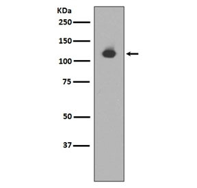 Anti-Neuropilin 1 / NRP1, clone BGO-14
