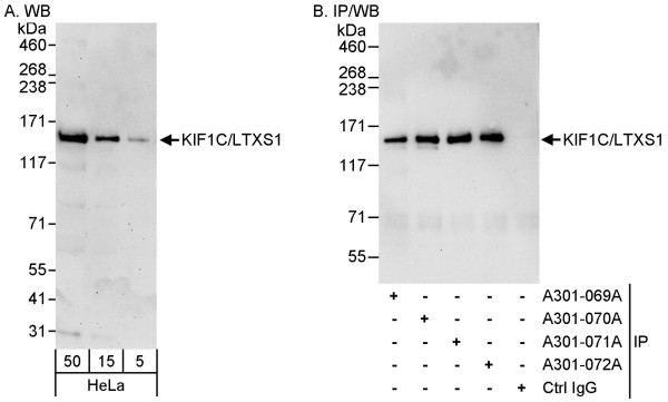 Anti-KIF1C/LTXS1