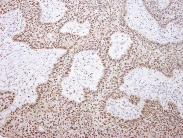 Anti-EFTUD2/SNRP116 (IHC)