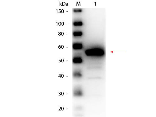 Anti-ESTERASE, Peroxidase Conjugated