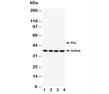 Anti-Caspase-12