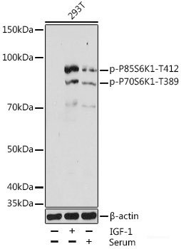 Anti-phospho-P70S6K1(Thr389)