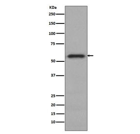 Anti-c-Myc, clone EAC-13