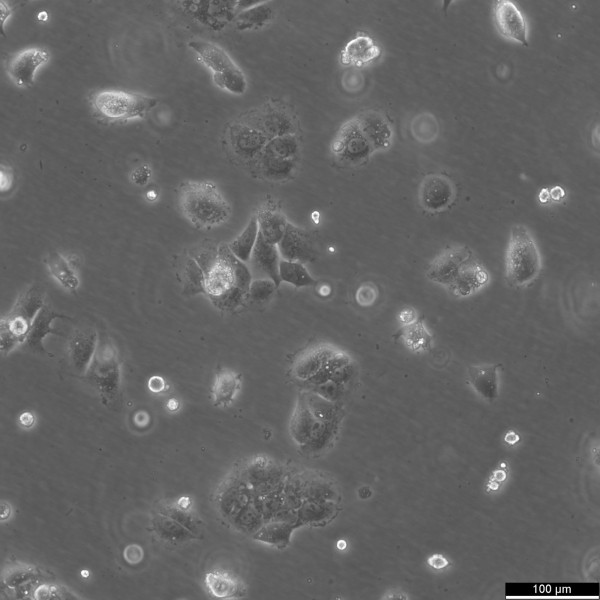HuH-6 Cells