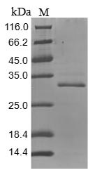 Tenascin (Tnc), partial, mouse, recombinant