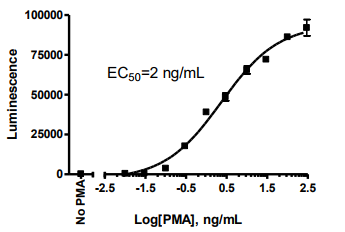 IL-2-Luciferase Reporter (Luc) - Jurkat Cell Line