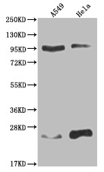 Anti-KDM1B Recombinant Monoclonal, clone 15F3
