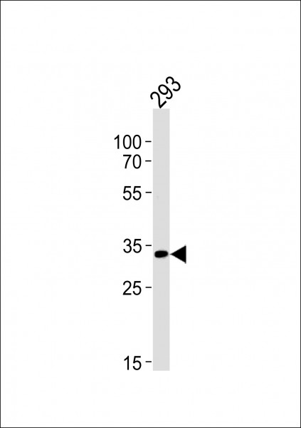 Anti-STUB1 / CHIP