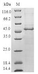 Charged multivesicular body protein 1b (CHMP1B), human, recombinant