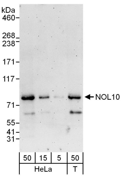 Anti-NOL10