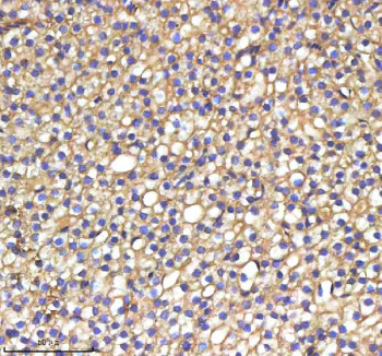 Anti-Zebrafish Srebf1 / Sterol regulatory element-binding protein 1