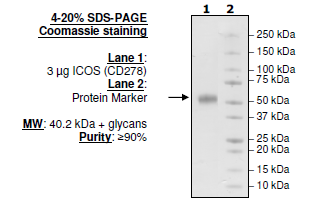 ICOS (CD278), Fc Fusion