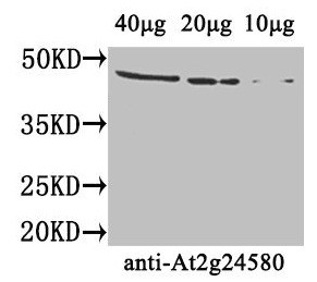 Anti-At2g24580