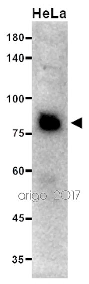 Anti-PI3 Kinase p85 beta