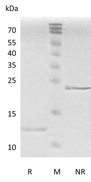 Recombinant Human Transforming Growth Factor-beta2