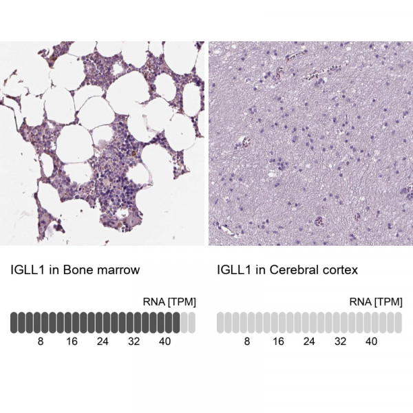 Anti-IGLL1