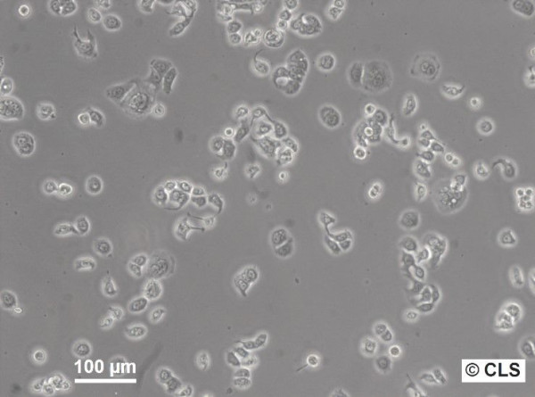 WiDr Cells