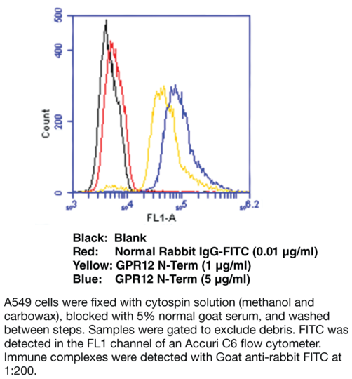 Anti-GPR12 (N-Term)