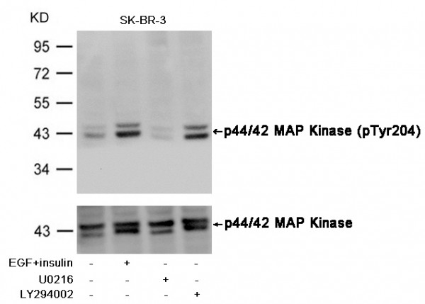 Anti-phospho-p44/42 MAP Kinase (Tyr204)