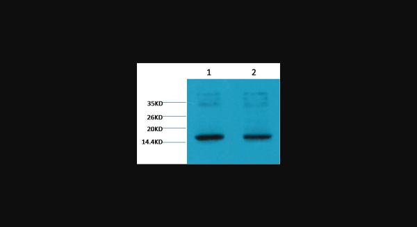 Anti-Histone H3(tri methyl K9), monoclonal