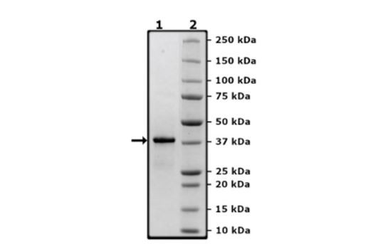 TRAF6 (D57K), GST-Tag Recombinant